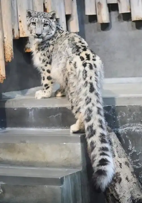 雪豹#ee们快来看我的超级大尾巴981591yoshi90日本石川动物