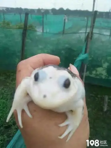 稀奇!社友抓到罕见的白色青蛙 你一定没见过!