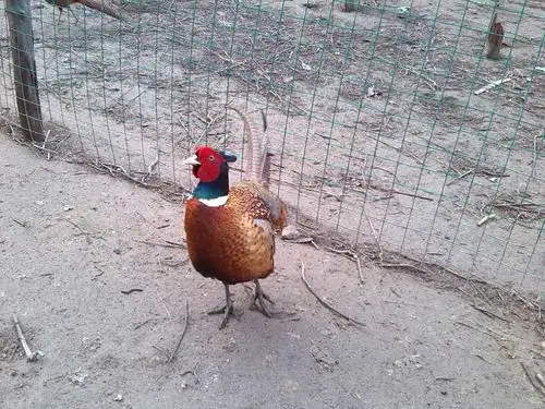 山窝窝里养出"金凤凰"