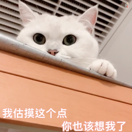 萌宠猫咪我估摸这个点你也该想我了呆萌可爱gif动图_动态图_表情包
