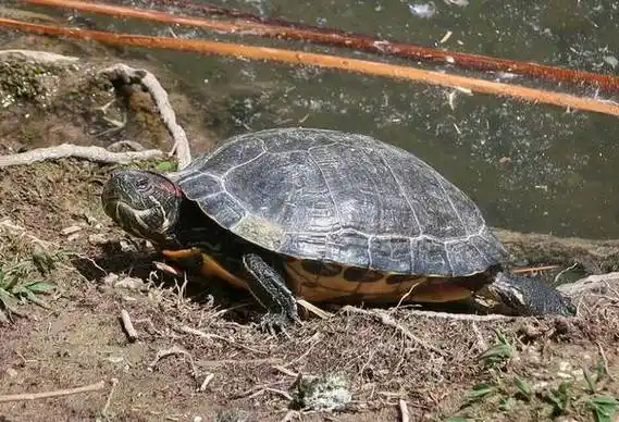 乌龟是怎么冬眠的