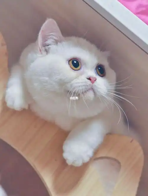 白色英国短毛猫妹妹胖云