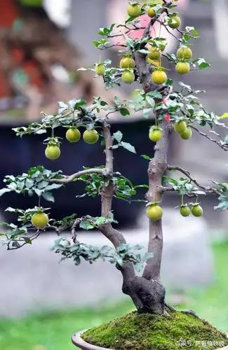 冬季,山上1种"野果树",原本只有乌鸦爱吃果子,如今成贵盆景