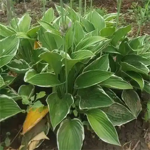 法兰西玉簪室内外盆栽观赏绿植 园林花坛花镜绿化植物