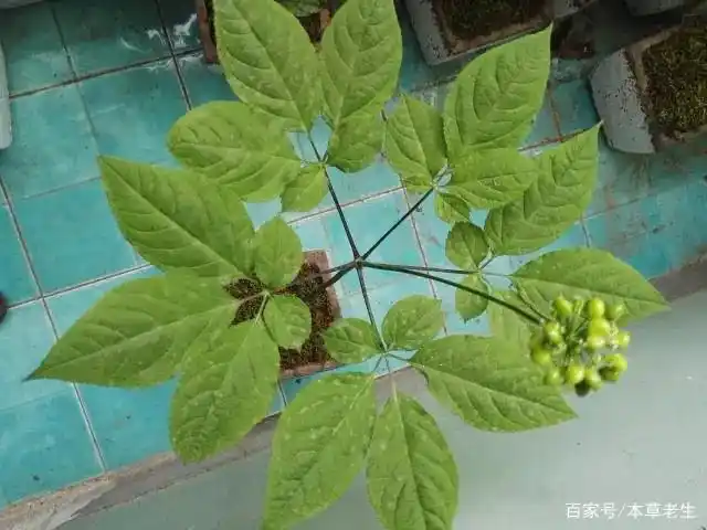 五批叶:指五出掌状复叶,野山参又称之为"片儿".