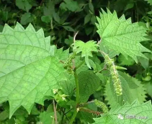 小时候因为贪玩,同村的不少孩子都被这东西扎过,和"洋辣子",黄蜂等等