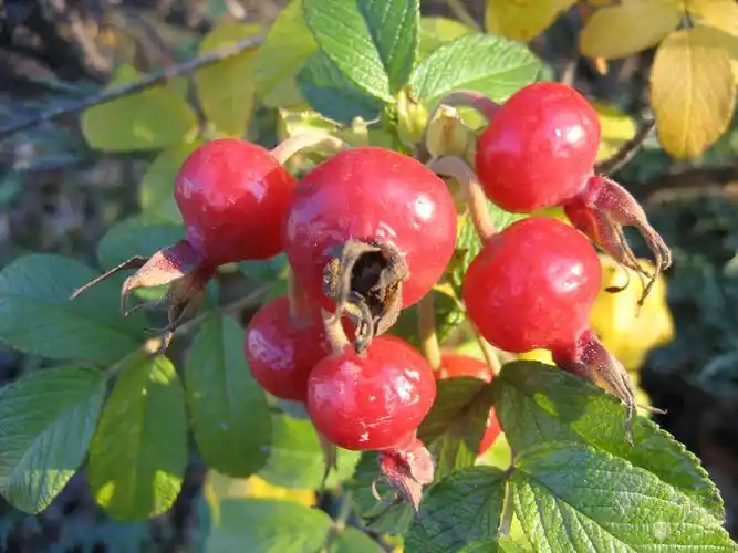 玫瑰果图片农作物玫瑰玫瑰果