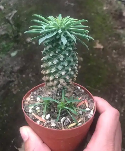 园艺铁甲麒麟 大戟科稀有块根 峨眉山群生菠萝头老桩多肉植物 峨眉山