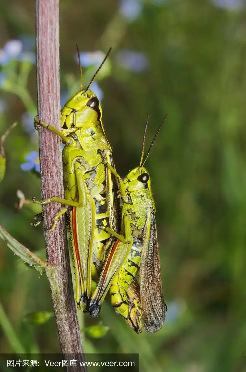 绿色蚱蜢