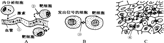 如图示细胞间的三种信息交流方式,请据图回答