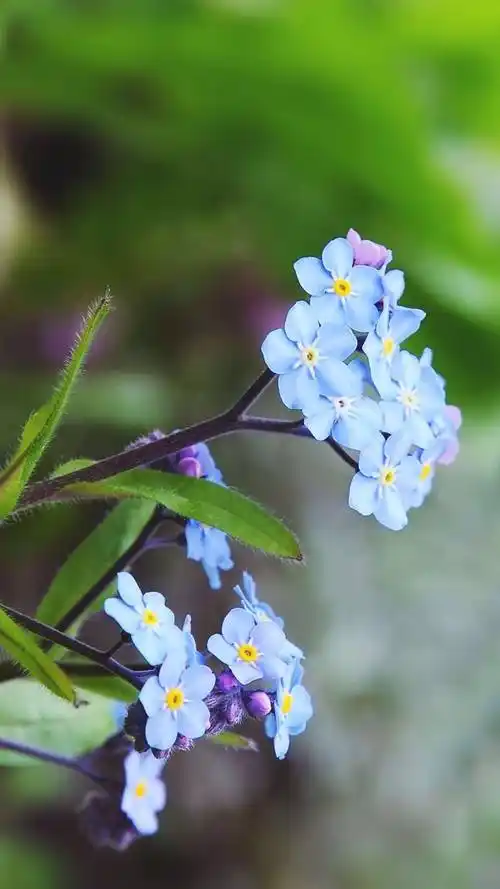 勿忘我,高清图片,手机锁屏桌面-壁纸族