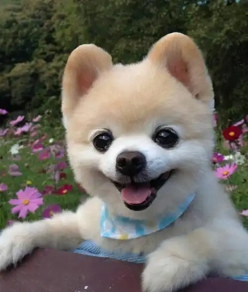 为什么博美犬这么"受欢迎"?原来离不开这几个理由