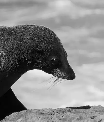 fur seal