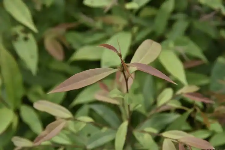茂名红锥最新价格-50cm小苗