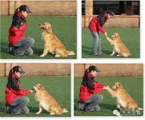 坐下的命令如果你都是手向下压的动作,就不容易让狗狗了解手势的意思