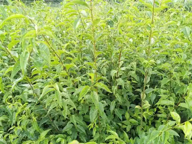 中国小叶苦丁茶之乡----贵州杜兰特茶业有限公司_茶叶_成形_标准