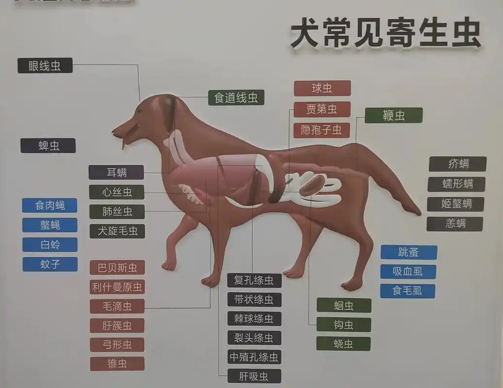 狗狗身上的寄生虫都有哪 - 抖音