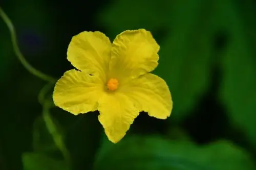 苦瓜花,原创拍摄