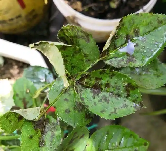 月季一到春天就长斑,几个妙招一上阵,药到病除花更繁多!