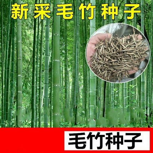 四季播毛竹种子金镶玉竹紫竹佛肚竹大型农家庭院盆栽绿植植物种子