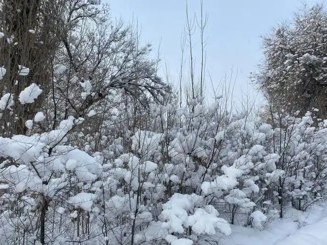 有人为了省钱却说可以不用暖气 | 东北这两天下暴雪,天气已经很冷了