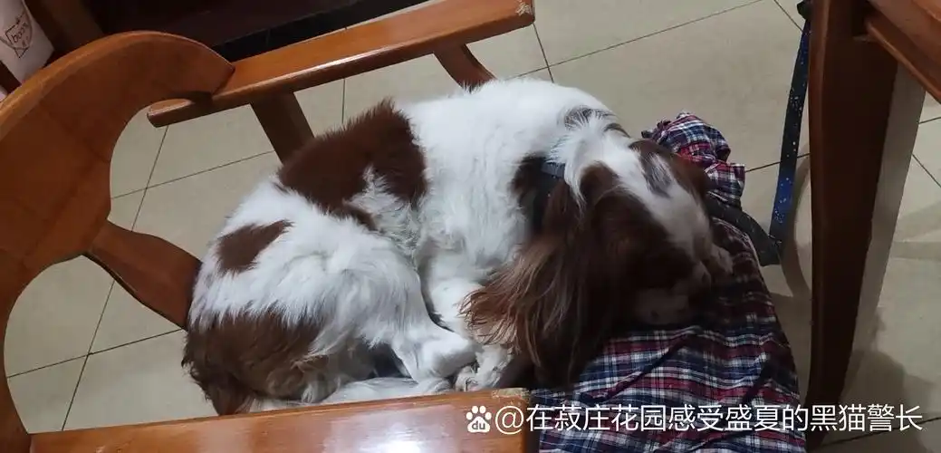 丁当档案(18):后来,这把椅子成了查理王丁当的王座,王座就王座吧,丁当