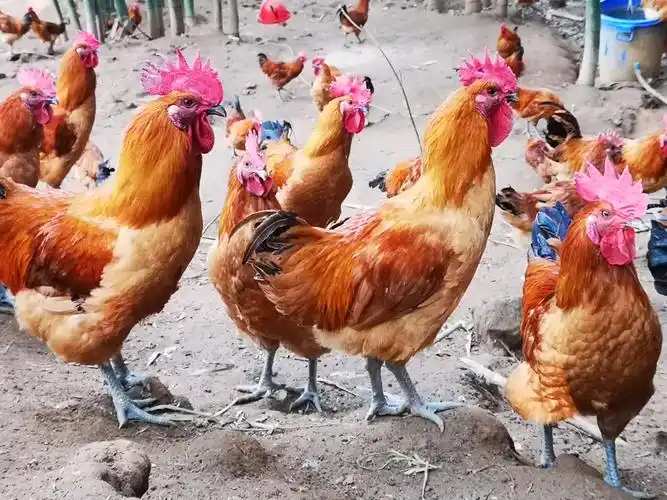 "竹痴"的放山鸡群(2019.12.7)