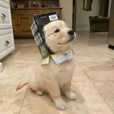 动物沙雕头像人家解衣服叫轻解罗裳而你是给猪松绑