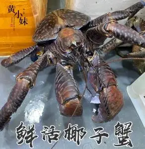 鲜活椰子蟹 现货秒发新鲜水产巨蟹皇帝蟹活体宠物蟹1斤价4斤起拍