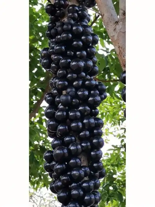 真正嘉宝果是这样买的