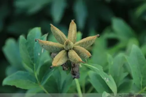 随我走进锦州世园会-牡丹芍药园中的牡丹果