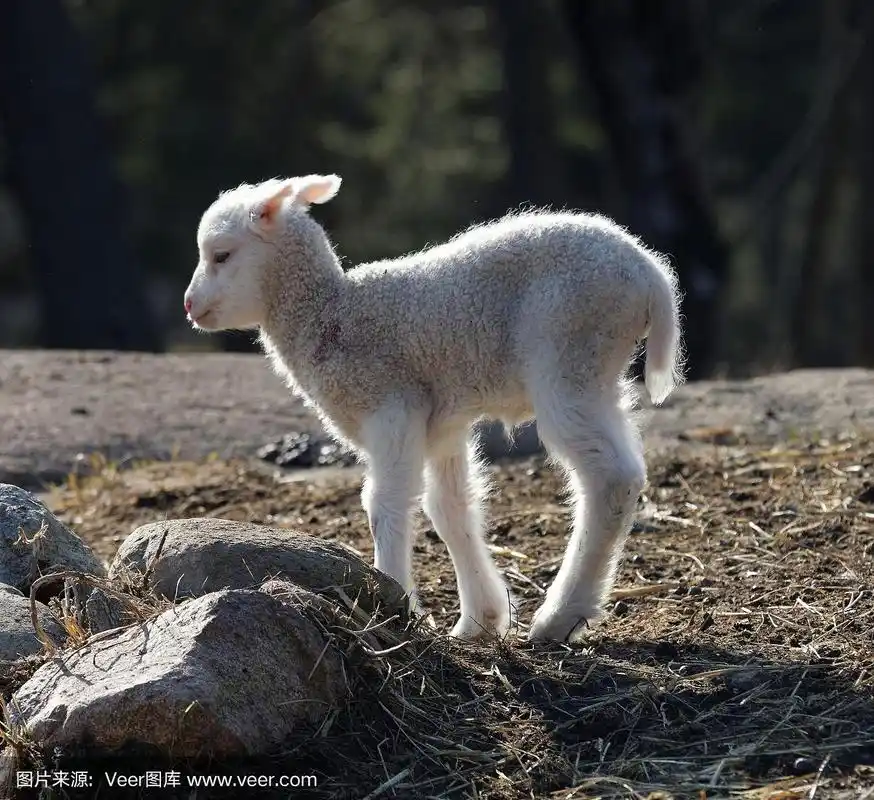 一只小羊羔在草地上散步