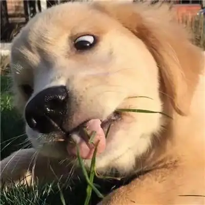 沙雕趣味头像图片