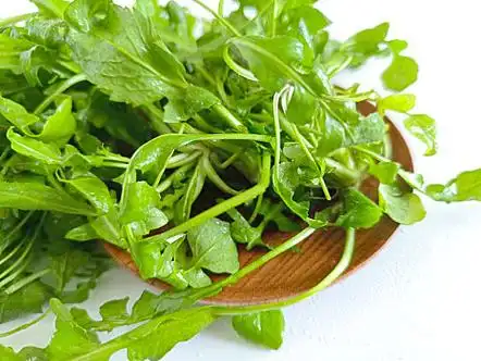 荠菜图片_荠菜图片大全_荠菜图片下载