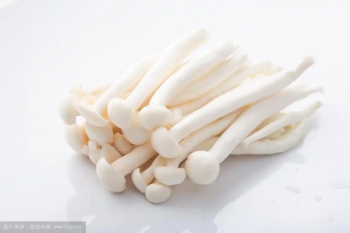 食用菌白玉菇