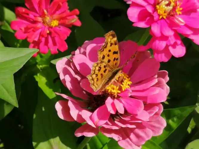 南阳七彩向日葵