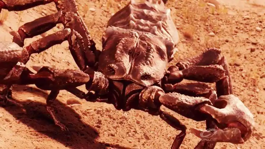 远古时期的巨型蝎子比人还大,在它面前需要多大的勇气保持镇定?