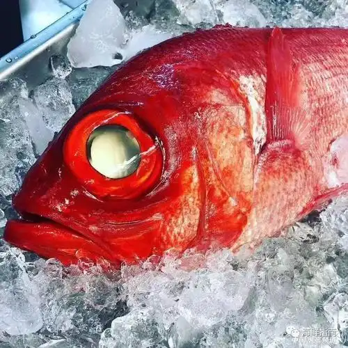 怎样分清楚这些红色鱼?