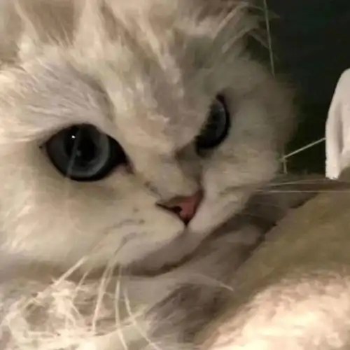 可爱猫猫头像表情包