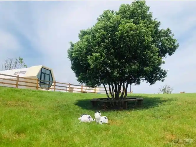 隐藏在金华的小新西兰九峰牧场百亩茶园