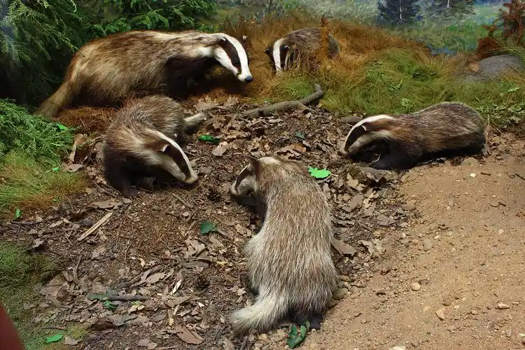 请问这个是个啥动物,在阿坝州森林里发现的?