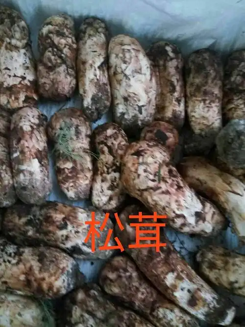 认识真假松茸,谨防受骗!