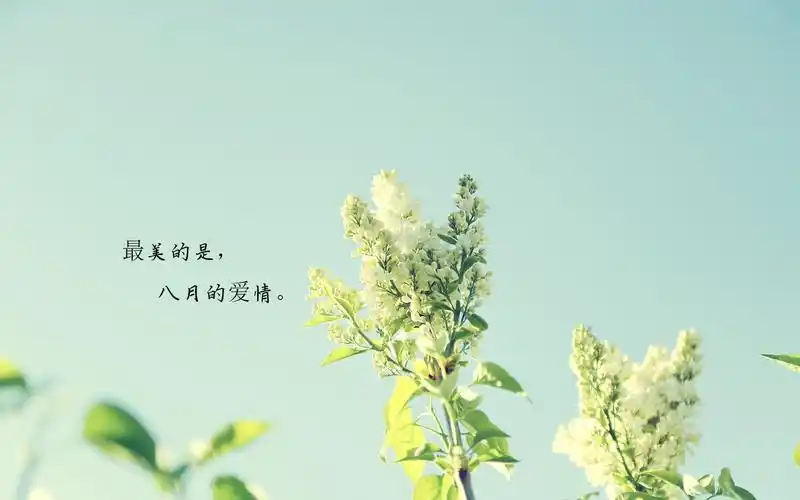 文字图片,唯美意境,八月你好,文字,花朵,唯美,电脑壁纸,壁纸与八月的
