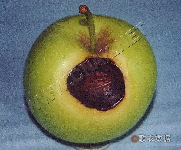 [图3]苹果炭疽病—发病后期