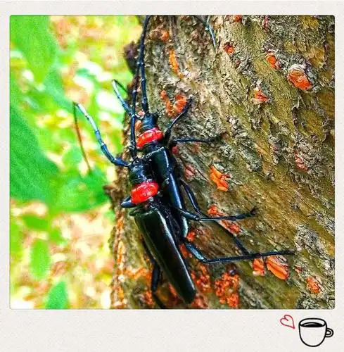 天牛虫(桃红颈天牛)