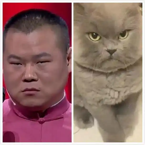 明星撞脸动物林更新像二哈看到岳云鹏笑出声