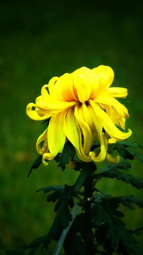 北京的菊花开了#金秋十月,国家植物园的各种菊花进入最佳观赏期,略鞍