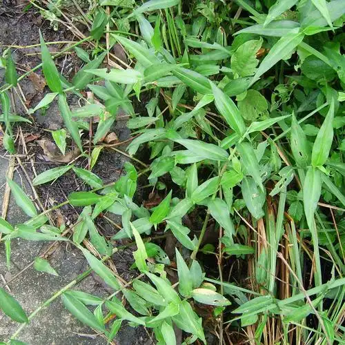 现采新鲜中药材野生鸭趾草竹叶草鸭跖草鸭脚草碧竹草竹鸡草500g