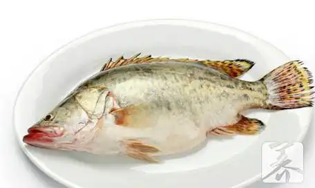 红希鲮鱼和黄希鲮鱼的区别