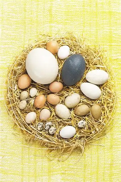 最新研究显示为了与大自然斗智斗勇鸟类创造了彩蛋